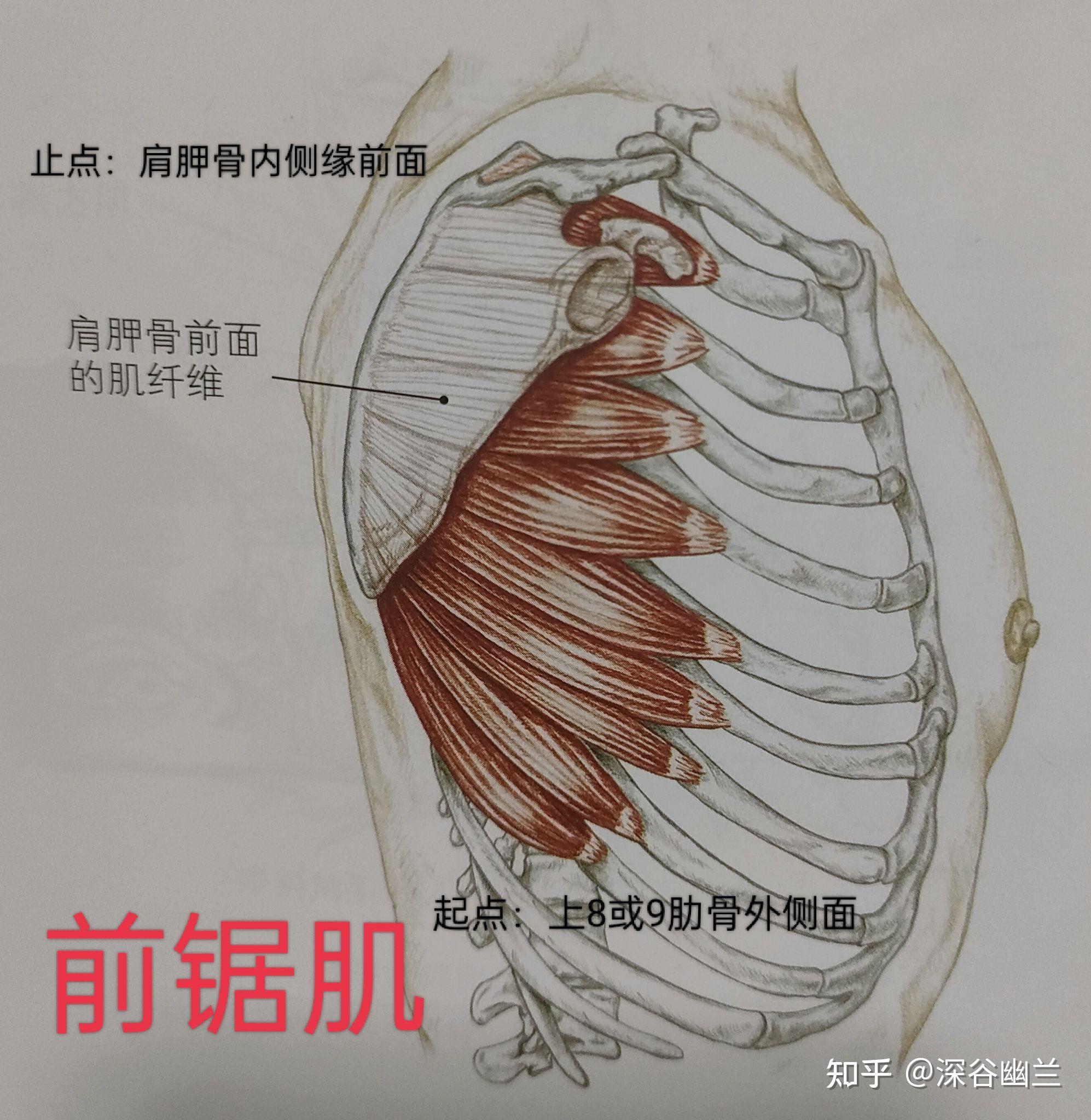 肩胛骨前引图片