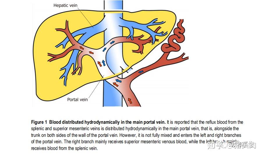 门脉系统,主要接收来自肠系膜上静脉的血液,和脾静脉的血液,而肠道中