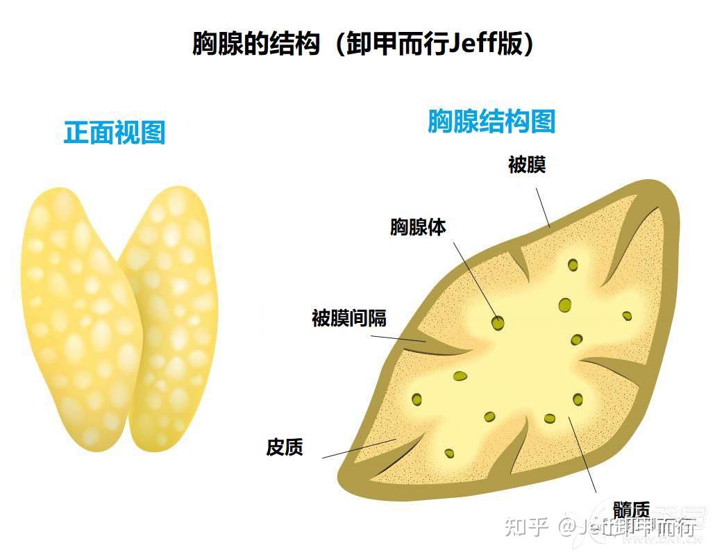 胸腺结构模式图图片