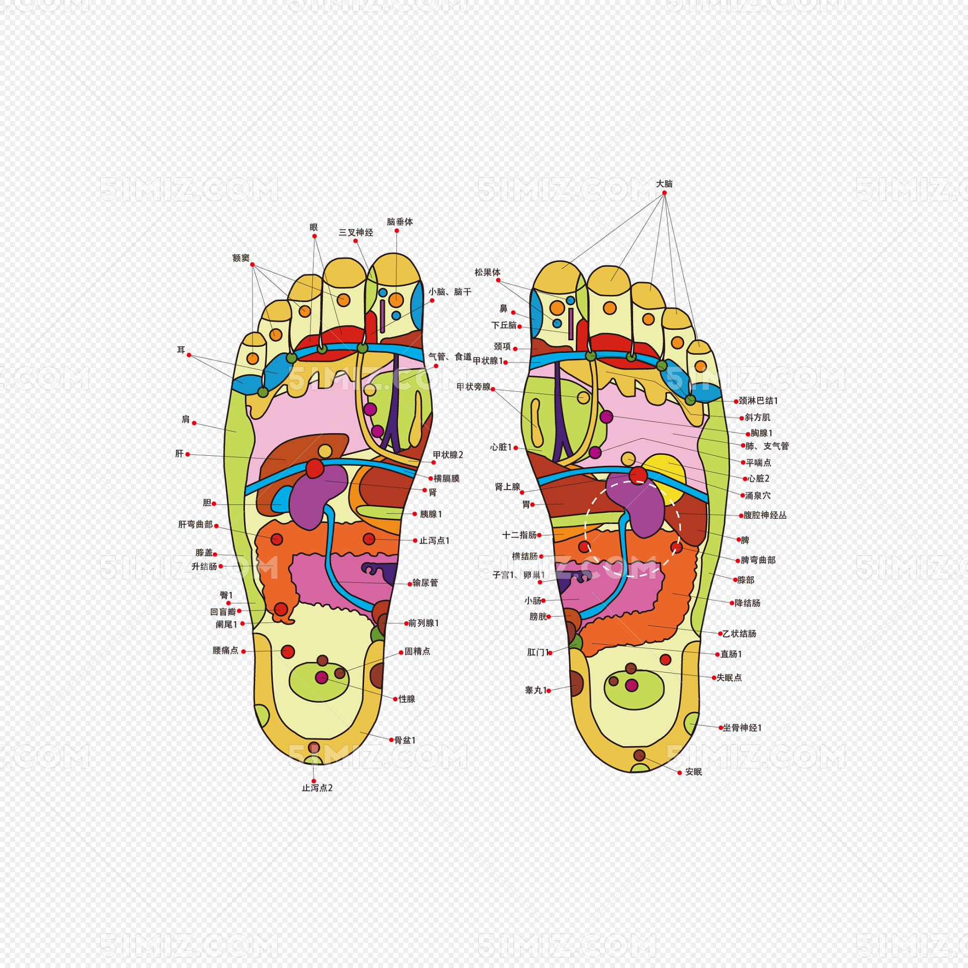从医学理论来讲,脚上有人体各脏腑器官的反射区和穴位以及经络