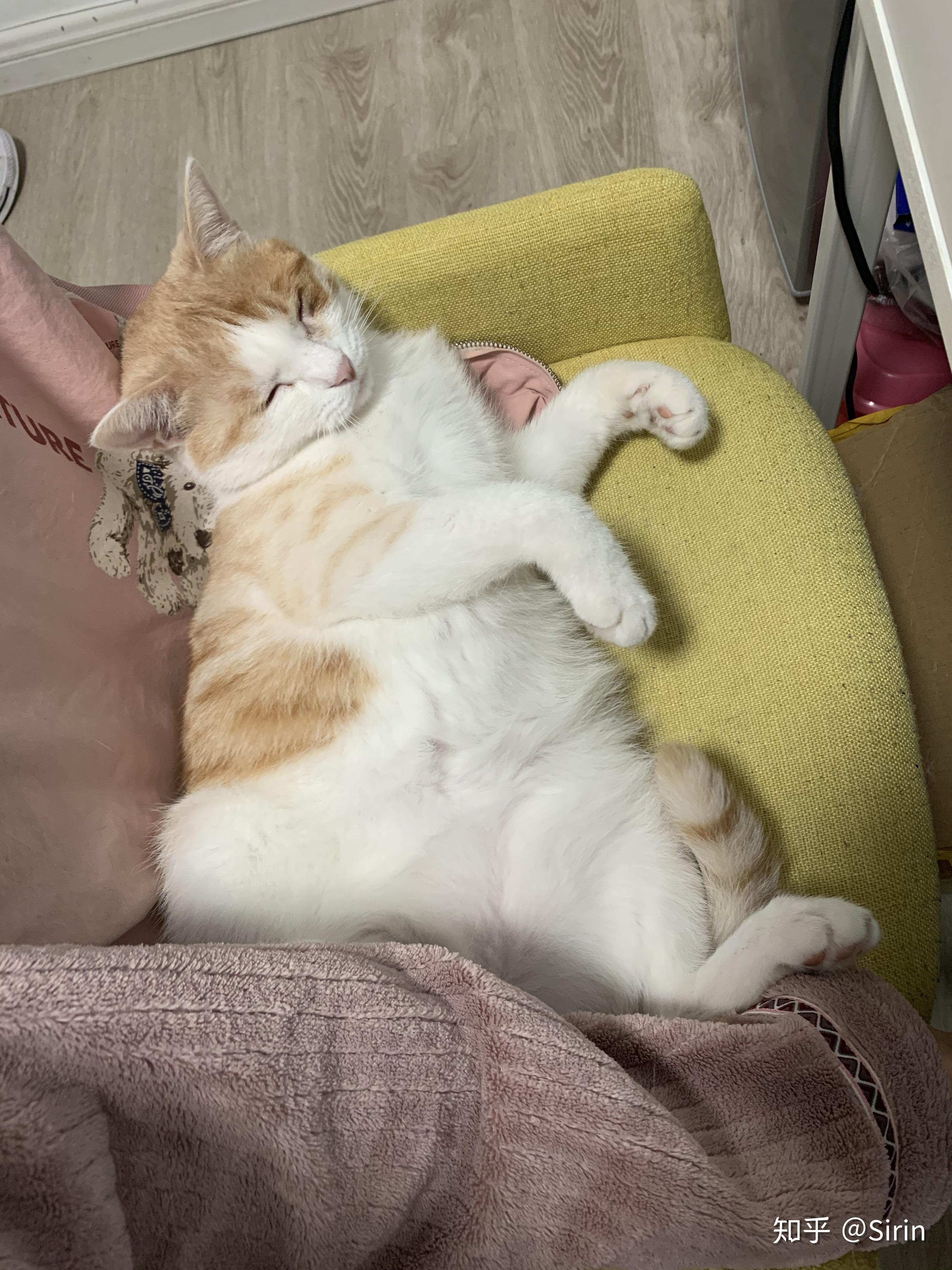 你有哪些家里猫咪的照片想要分享