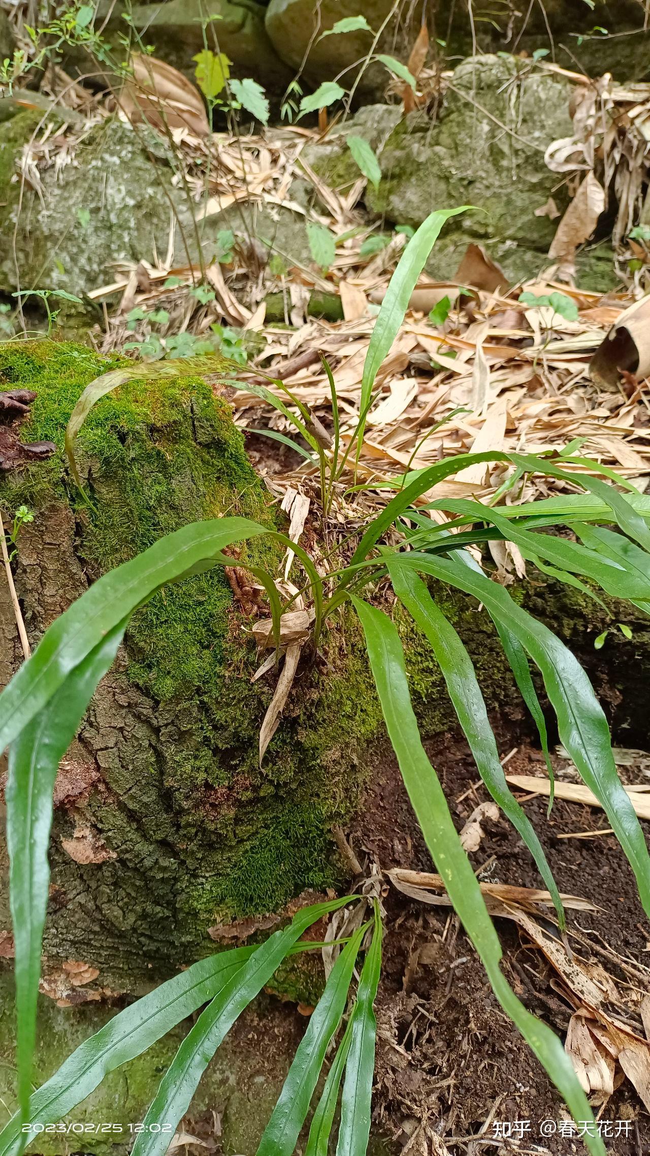 草药肾精草全株图片图片