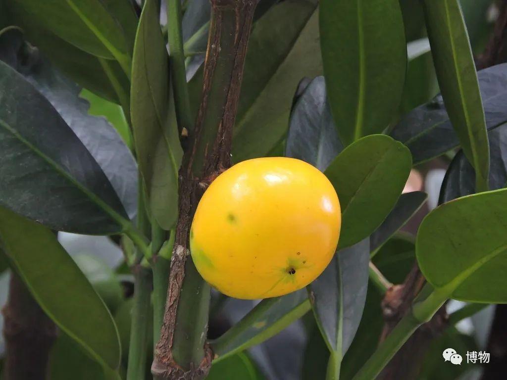 水果之王和王后都有了,那自然也可以有一个"王储".