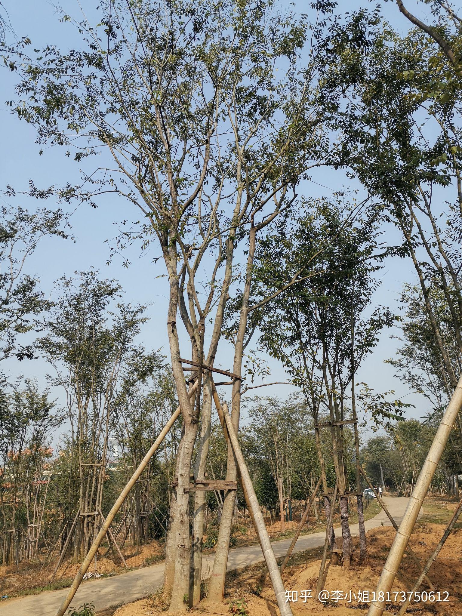 丛生朴树多杆朴树多头朴树湖南益阳绿青苗木拼种的现货跟原生多杆有