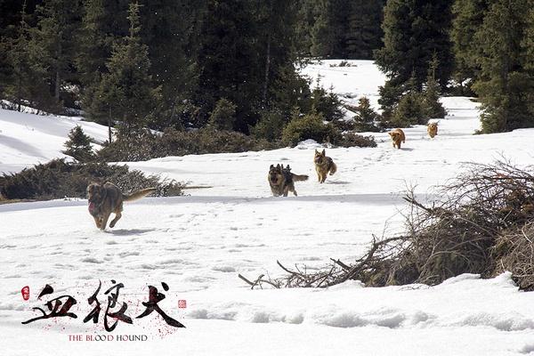血狼犬人性狗性与狼性的现实主义决战