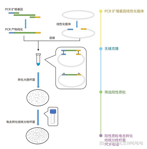 过表达基因-耻垢分支杆菌或结核分枝杆菌 - 知乎