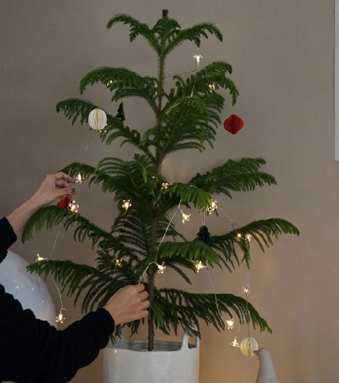 ④植物私生活 北欧ins风南洋杉圣诞树(06135)