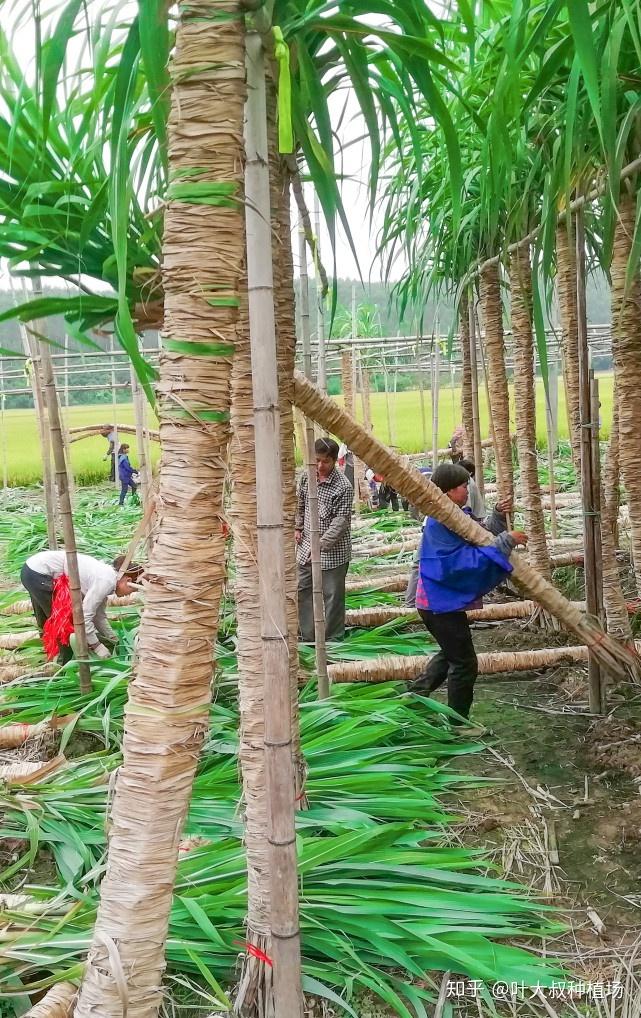 木格白玉蔗是什么品种的甘蔗