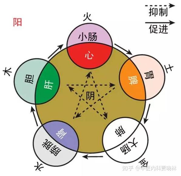 补肾先补脾,补脾要疏肝,疏肝、健脾、补肾,这样调效果好 - 知乎