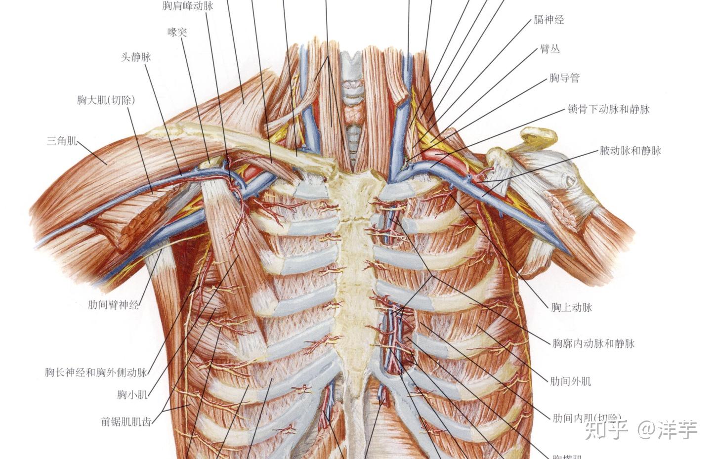 坚持学画：人体结构之胸廓骨骼详解 - 知乎
