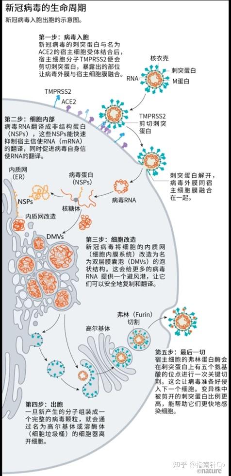 新冠病毒侵染简易图图片