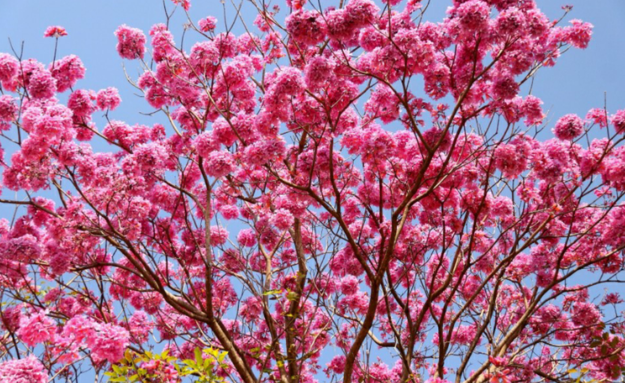 别羡慕日本樱花不出广州就可观赏千亩最美樱花