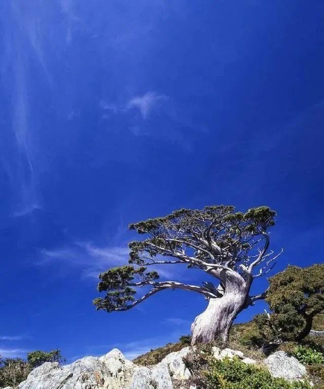 苔诗歌赏析 v2-bdf425f2c973d21ce5cd8c5176fed906_r.jpg