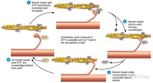 1 1 3 Sliding Filament Theory 