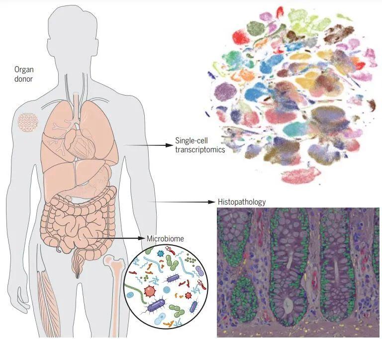 迄今最全面人类细胞图谱登上《科学》封面,书写人体百科全书