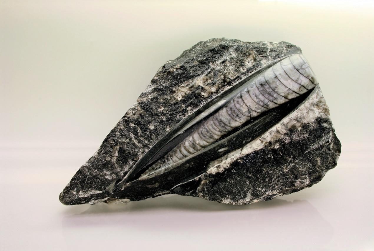 直角石 zhuanlan.zhihu.com