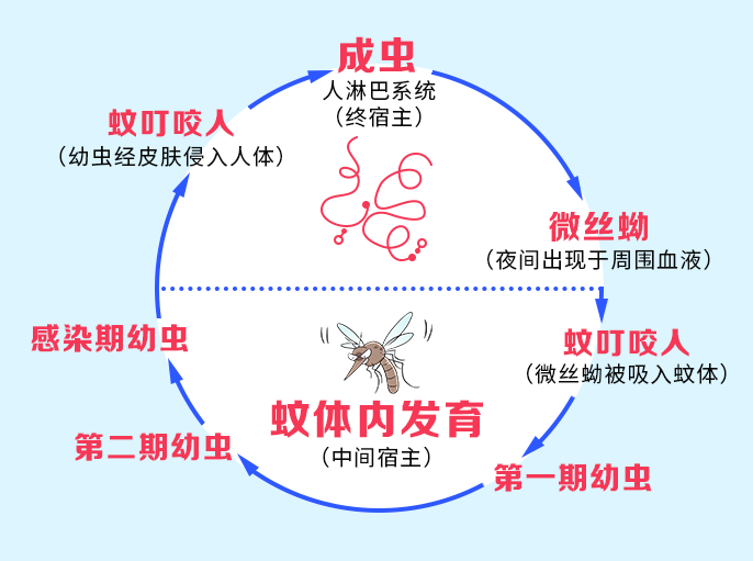 蚊子界的三大巨头伊蚊、库蚊和按蚊 - 知乎