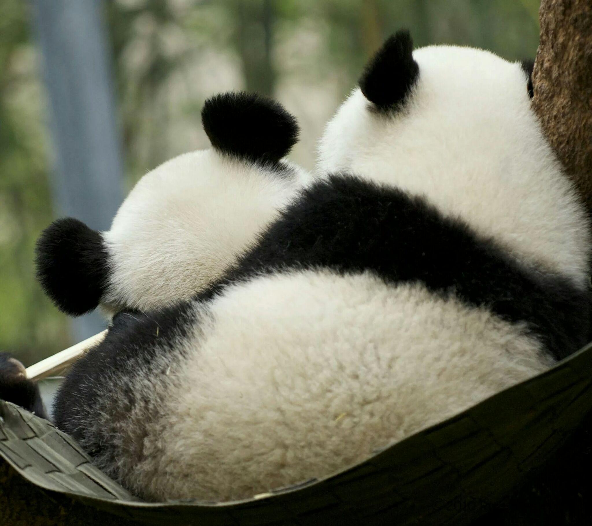睡觉熊猫图片大全-睡觉熊猫高清图片下载-觅知网