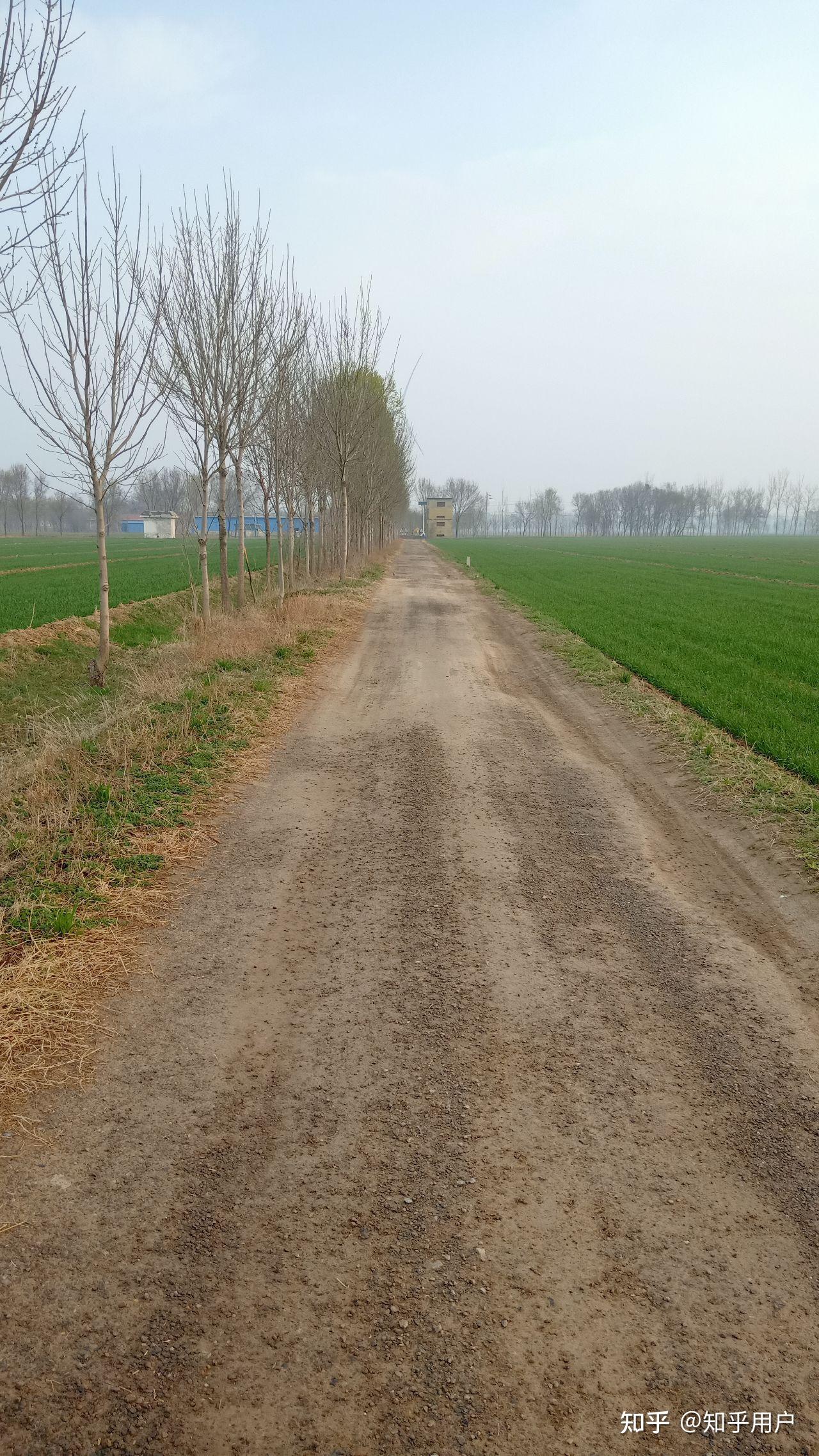 鲁北农村田间小路