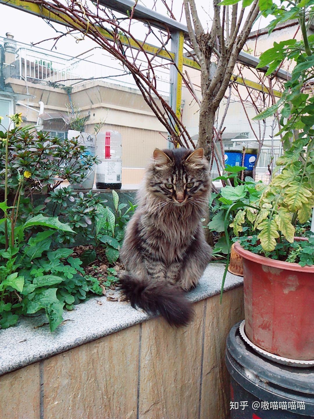 梨花猫有长毛的吗梨花长毛是返祖现象吗