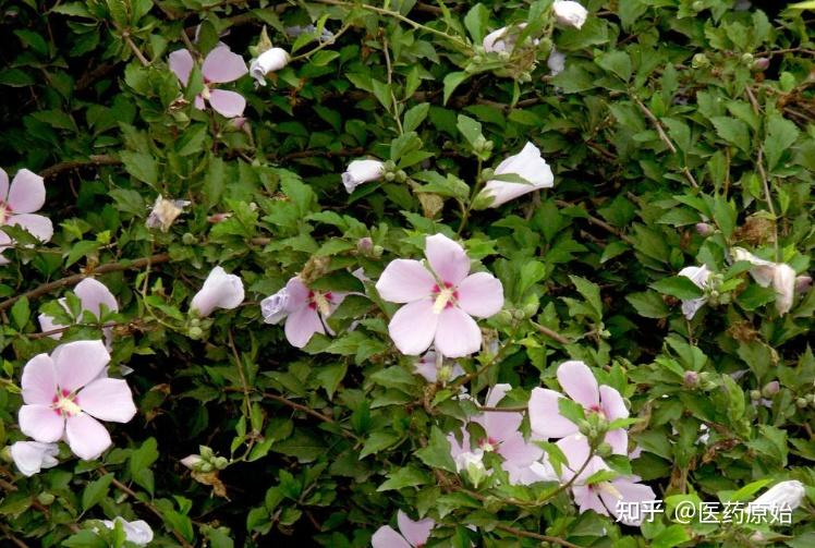 带你识别木槿皮