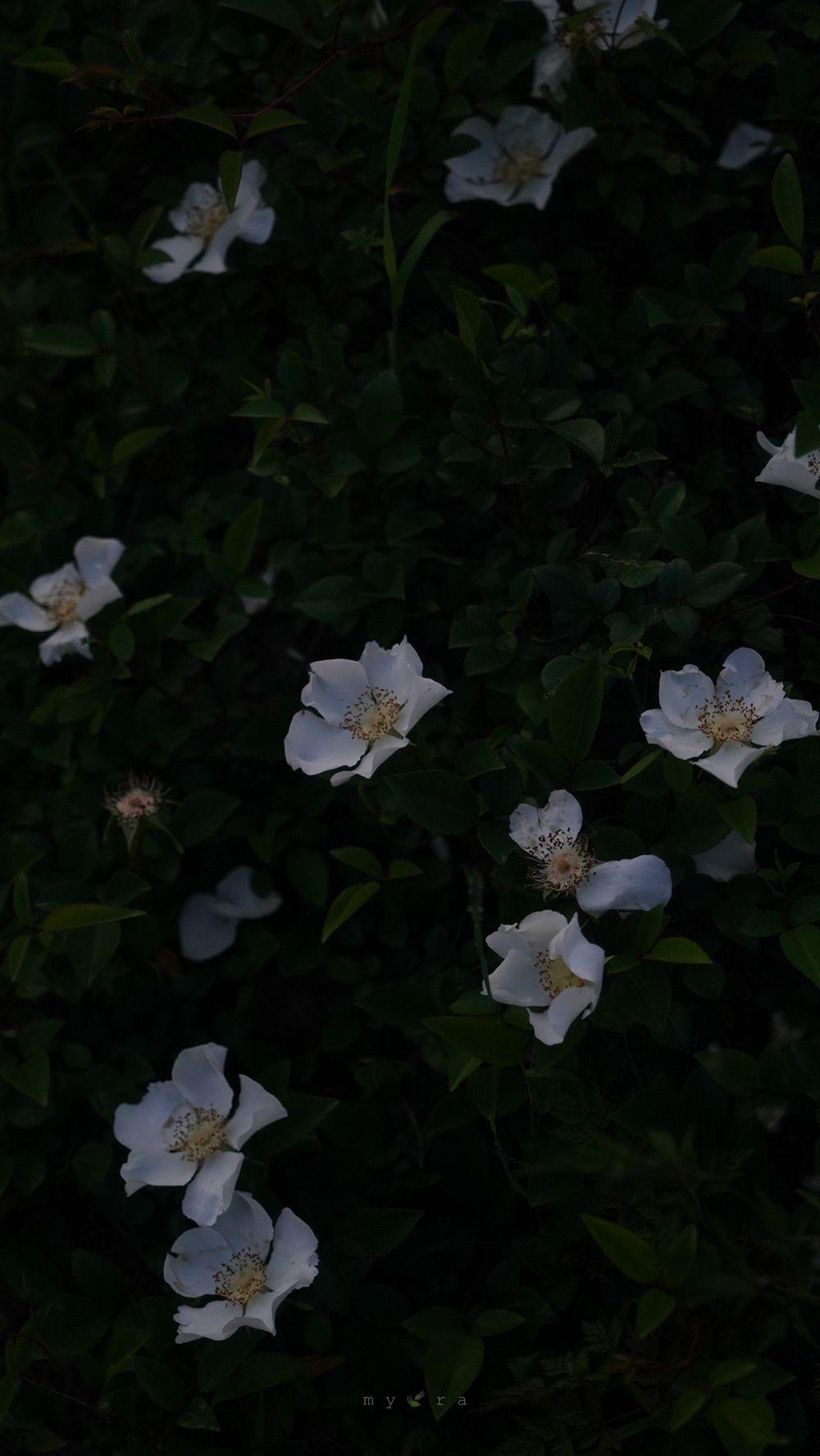 有没有什么微信聊天背景好看又不影响看消息的图片