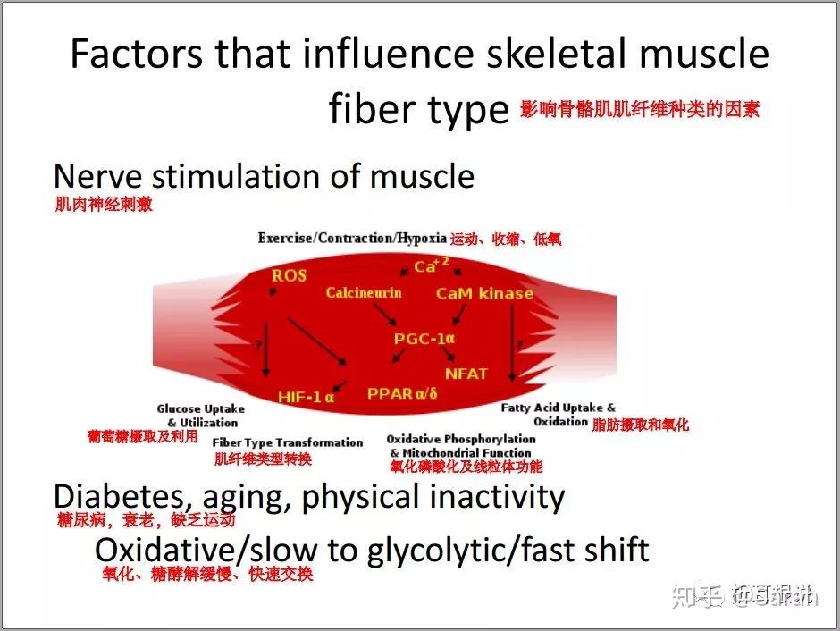 肯尼迪病专栏102017kda大会前沿进展二肯尼迪病人机体代谢变化