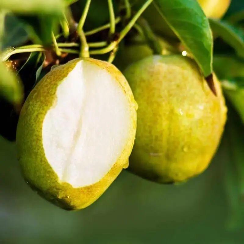 58元5斤库尔勒香梨新鲜上市啦皮薄肉丰甜香沁人