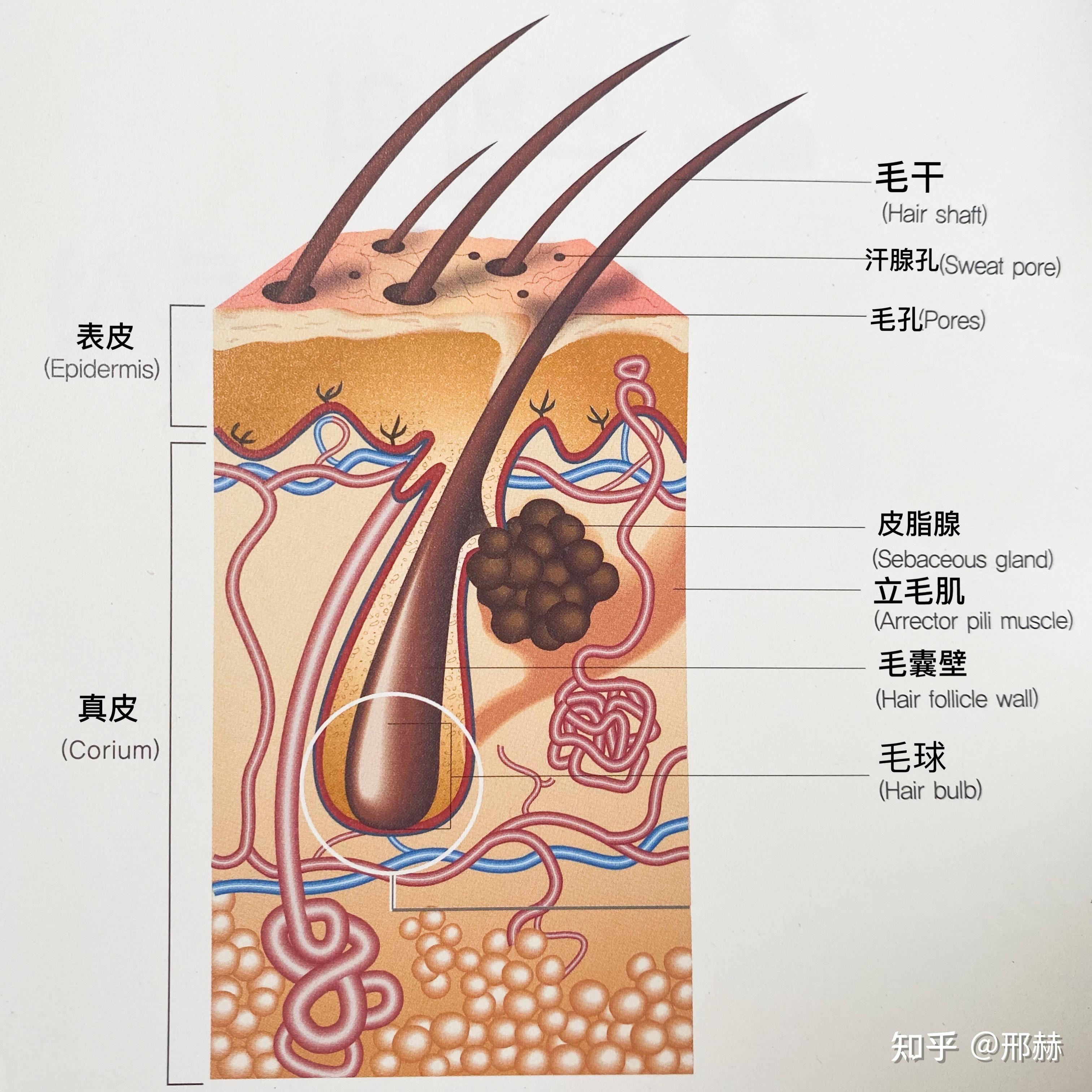 创作声明:包含 ai辅助创作 16人赞同了该文章 一,毛发基本结构 毛发由