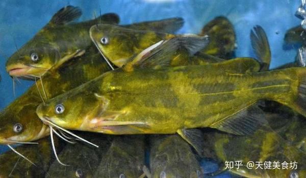 黄颡鱼5种最好吃的做法,简单美味又下饭,看看你喜欢吃哪种? - 知乎