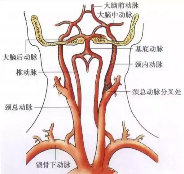 椎动脉—基底动脉供血范围(如图5)包括脊髓,延髓,小脑,桥脑和大脑枕叶