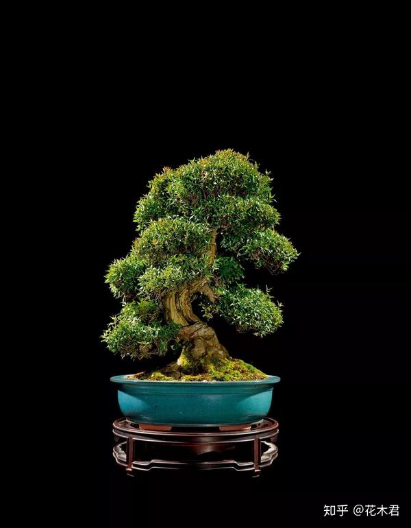 络石盆景的鉴赏与栽培养护