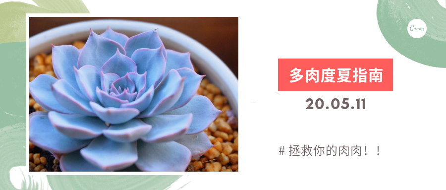 技巧篇 超强 多肉度夏指南 来袭 请查收 知乎 技巧篇 超强 多肉度夏指南 来袭 请查收 知乎