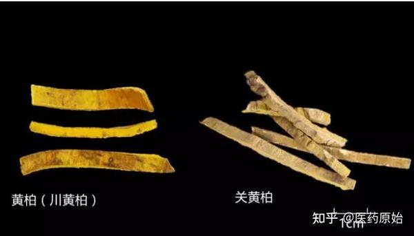 带你识别黄柏 - 知乎