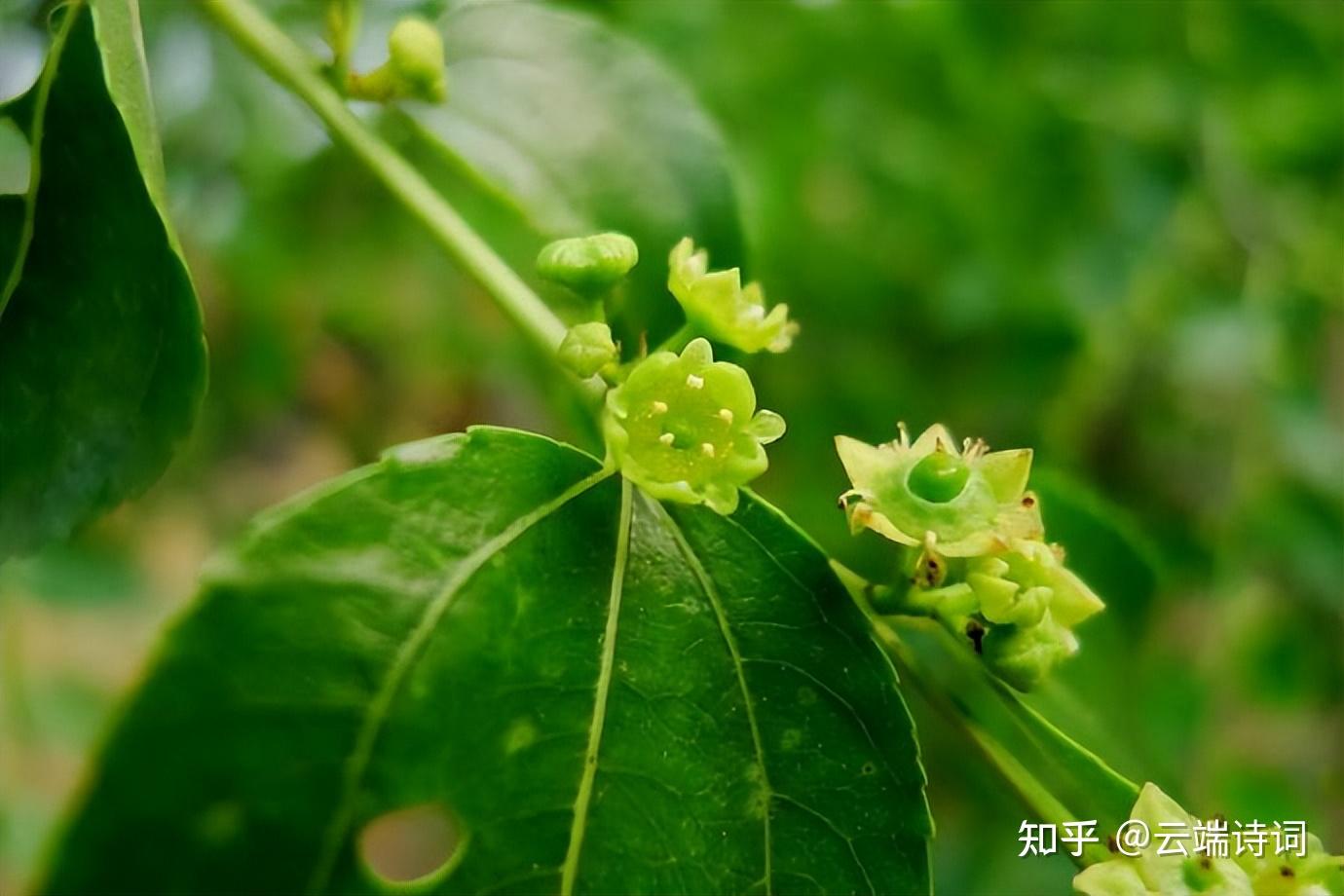 古诗词里的枣花香,千里帆樯明月夜,薰风吹送枣花香 - 知乎