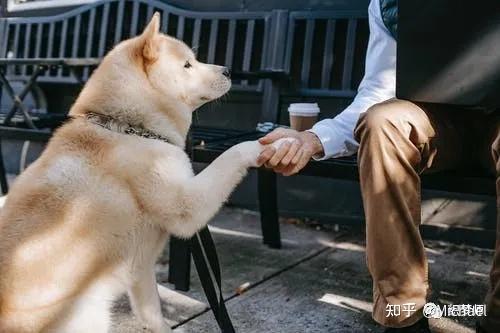 為何普通人對寵物領養望而卻步