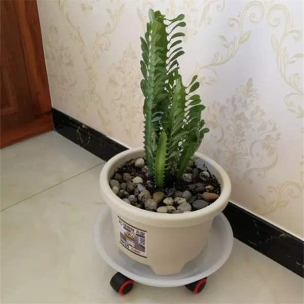 花了10年养了一盆龙骨,长到了2米高,家里快养不下了!