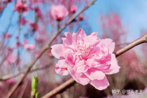 职业的升职空间 普通公司是怎样设定的