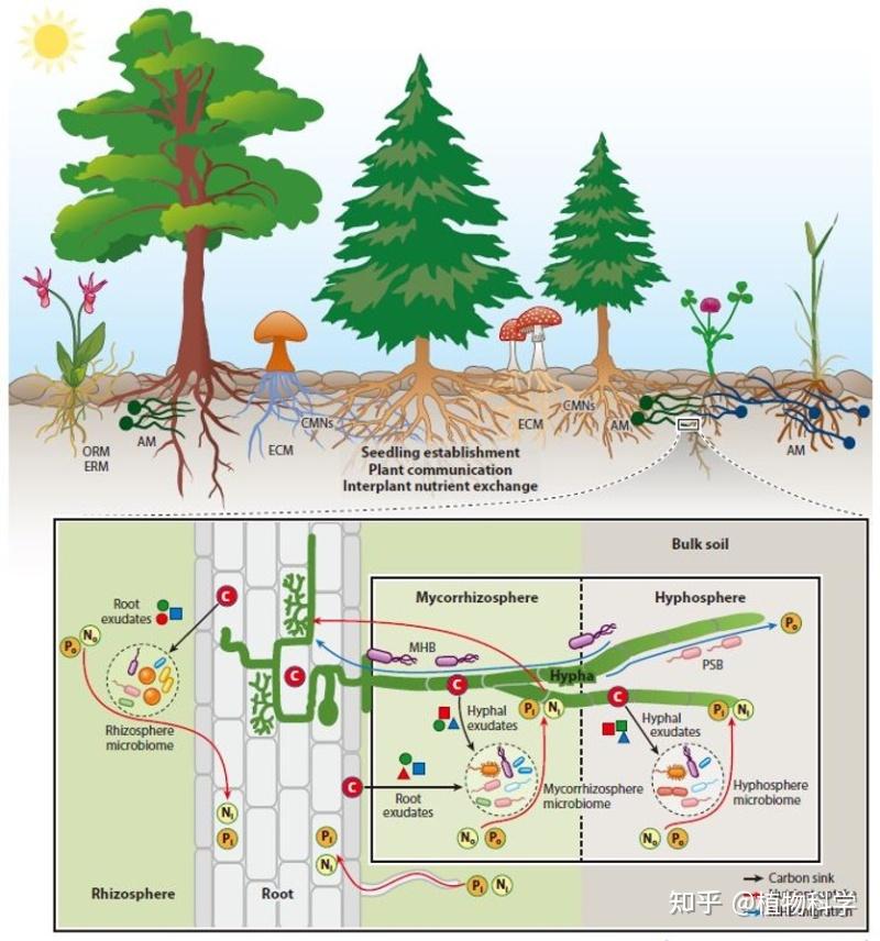 王二涛研究组应邀在Annual Review of Plant Biology撰写菌根共生综述文章 - 知乎