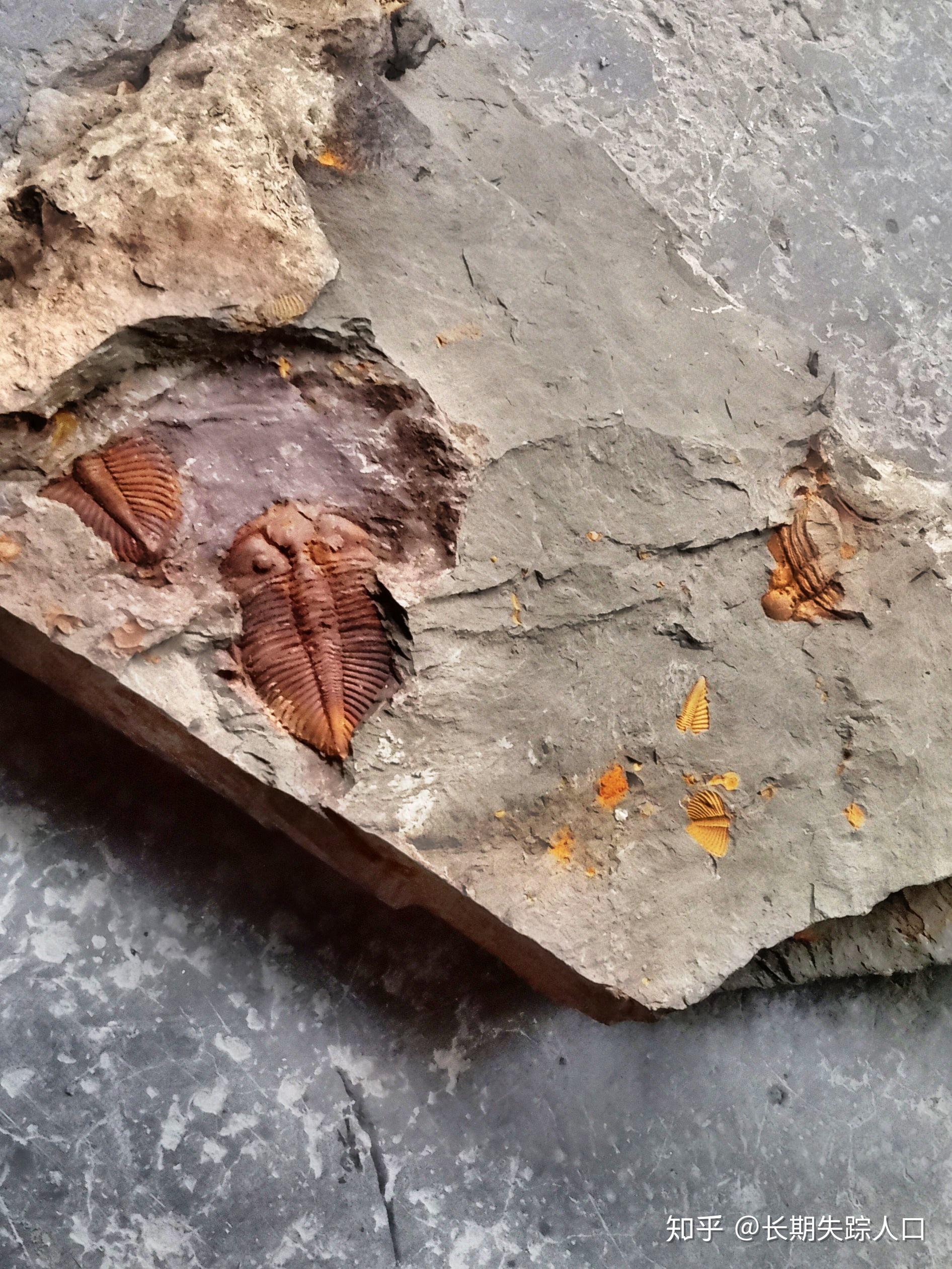 常见古生物化石,"王冠虫"