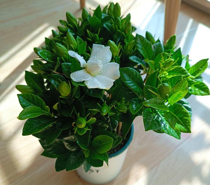 栀子花的养殖方法和注意事项,这几种方法很重要!