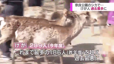 小鹿乱撞伤9人 我们 才不是你想象中的萌物 知乎 小鹿乱撞伤9人 我们 才不是你想象中的萌物 知乎