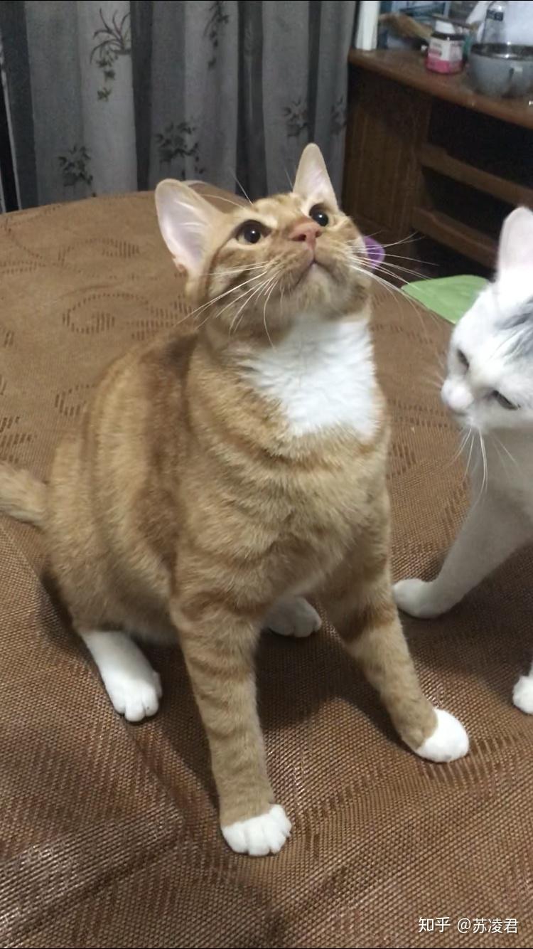 猫自己来家好吗 v2-be52a576925dd3c995cf8603a948454a_r.jpg