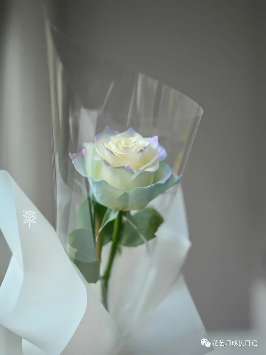 节日特辑vo1520应该收到的花花北极光玫瑰必须有姓名