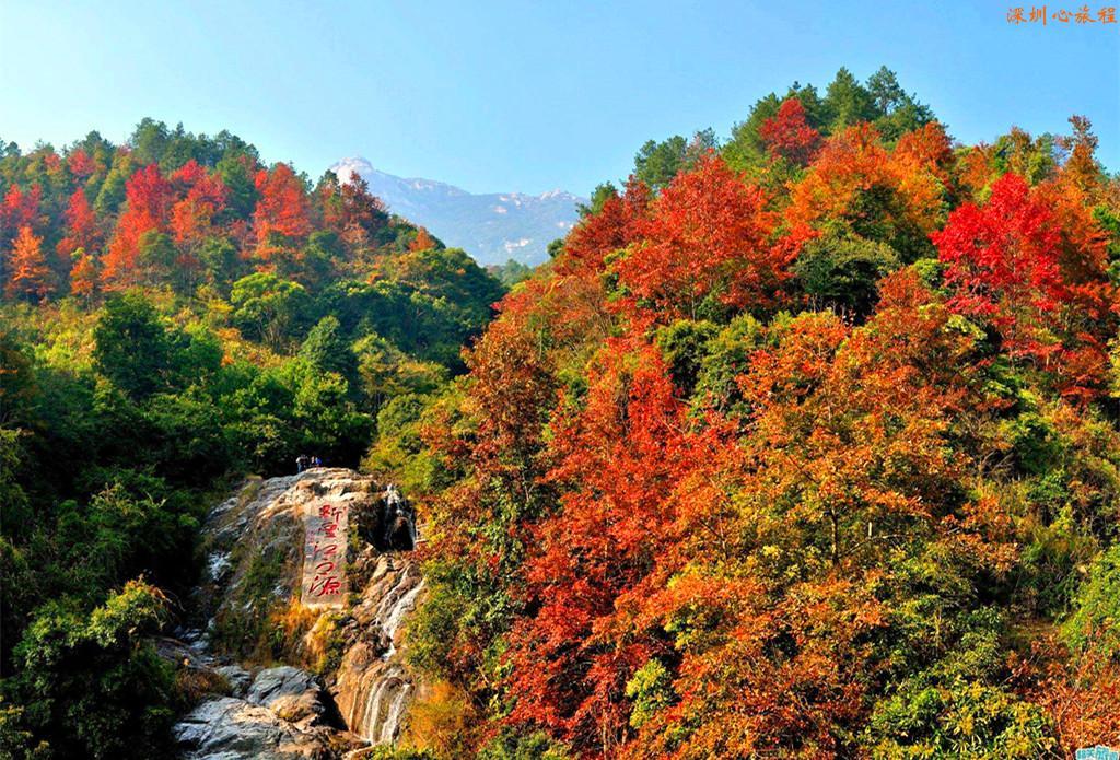 韶关新丰樱花峪赏樱花泡五星新丰江源温泉登云髻山