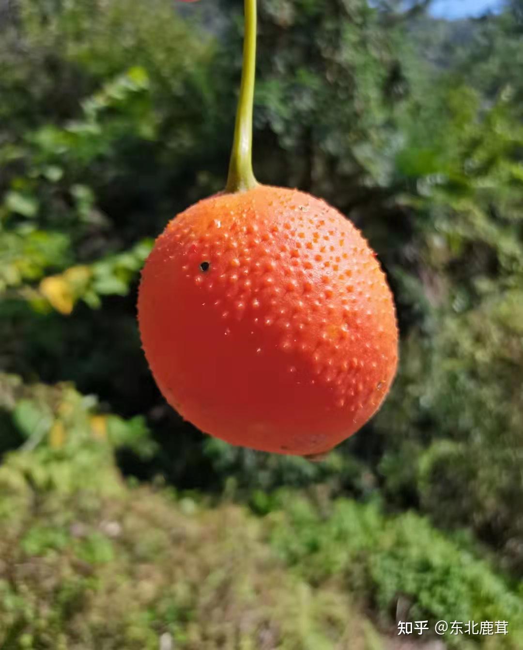 木鱉子可以用醋調服之後塗患處.