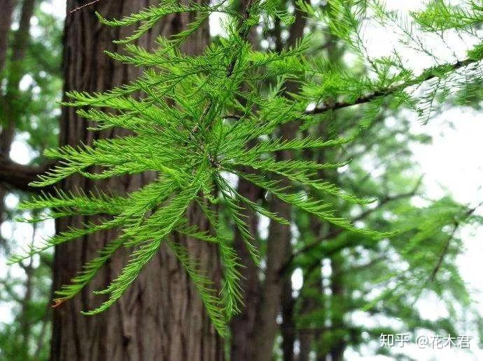 国家Ⅰ级濒危重点保护珍稀植物:水松 - 知乎