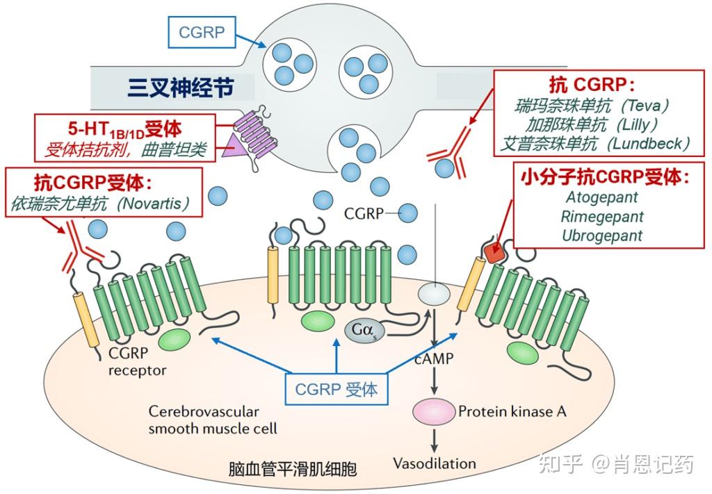 记住4款预防偏头痛生物制剂 | 瑞玛奈珠、加那珠、依瑞奈尤、艾普奈珠单抗 | 靶向降钙素基因相关肽（CGRP）受体 - 知乎