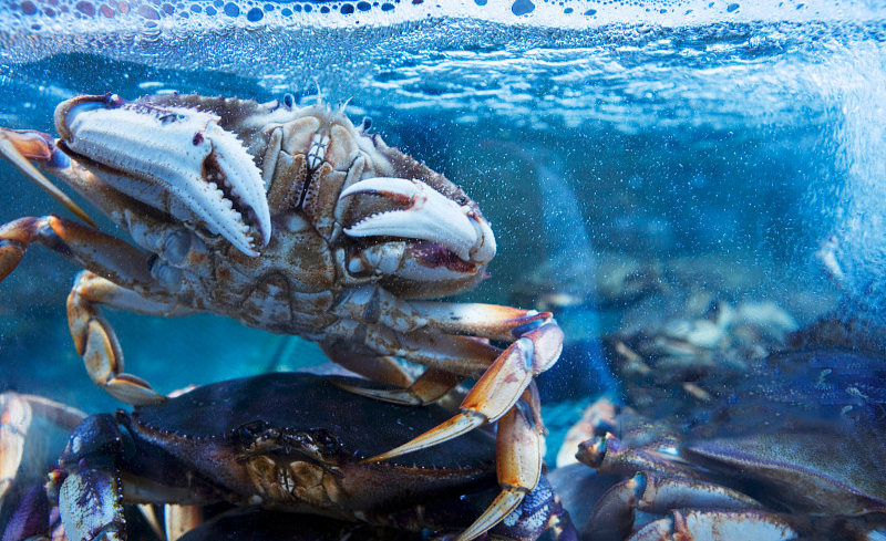 应该怎么挑选螃蟹?