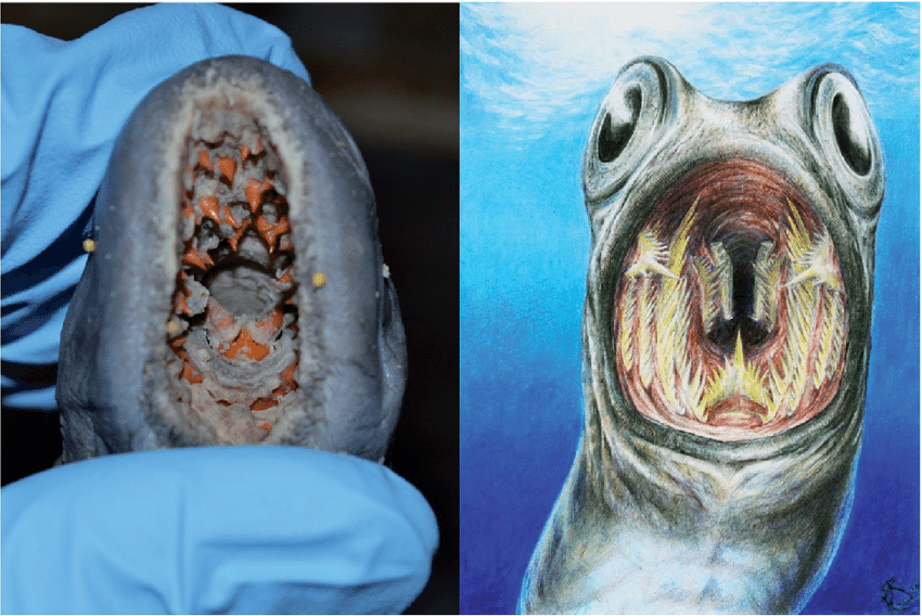 现生七鳃鳗模型与牙形刺想象图的比较 | david terrill et al.